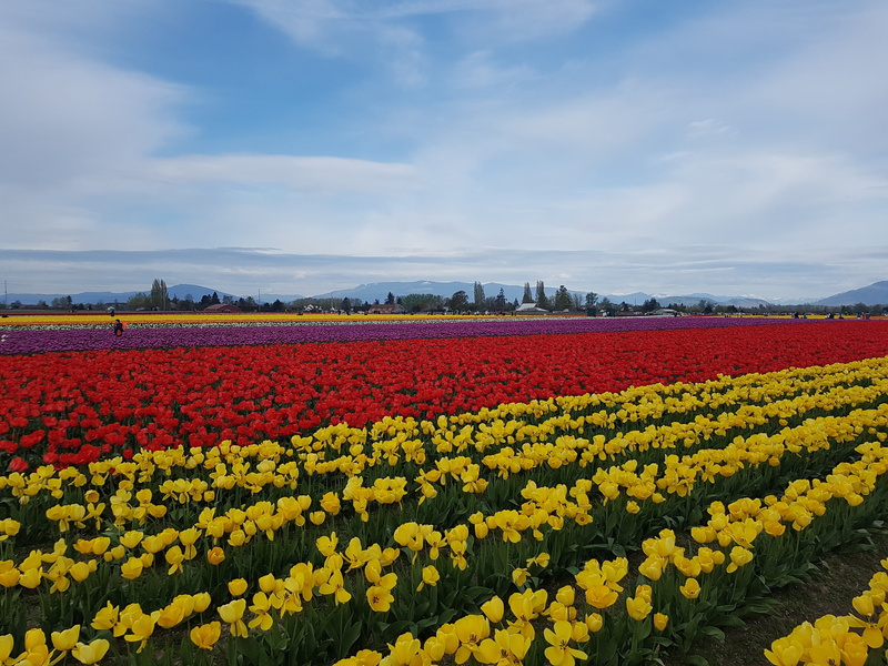colorful, abundance, plant, scenics - nature, tulip, freshness, flower head, flowers, flower, skagit valley tulip festival, beauty in nature, no people