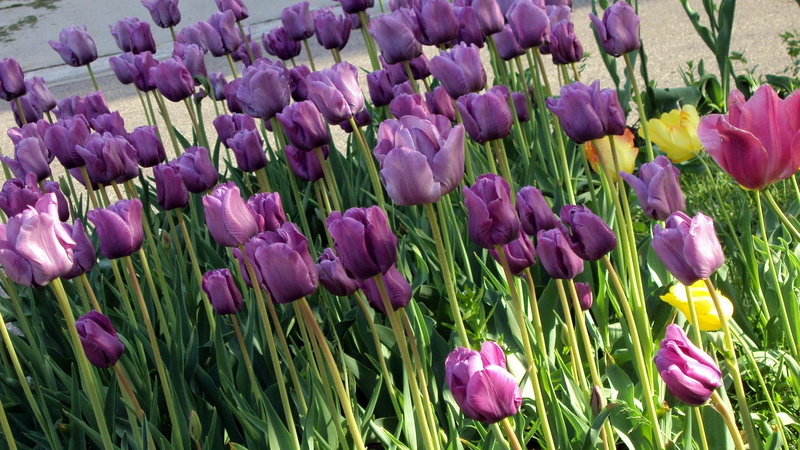 purple, tulips, pink, yellow, 1080P, 3d and abstract, holland tulip festival, beauties