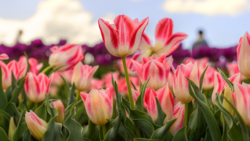 ornamental garden, vulnerability, flowering plant, nature, pink color, flower head, petal, hd, tesselaar, tablet, australia, focus on foreground, no people