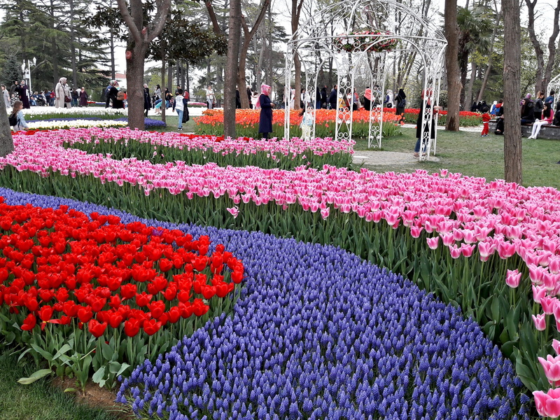 purple, tree, growth, large group of people, nature, emirgan, outdoors, flowerbed, ornamental garden, vulnerability, park, gardening, plant, tulip, flower