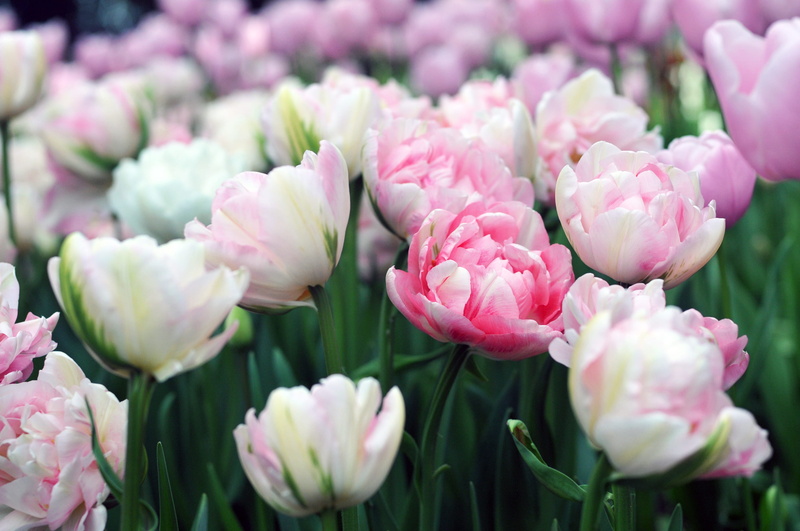 beauty in nature, 2K, peonies, tulip, washington state, petal, nature, outdoors, growth, inflorescence, selective focus, freshness, flowers, flowering plant