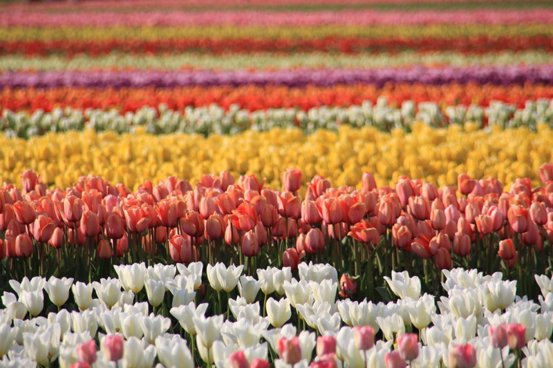 no people, land, day, petal, tulip festival, multi colored, beauty in nature, nature, flowerbed, freshness, flowering plant, red, washington state, 4K
