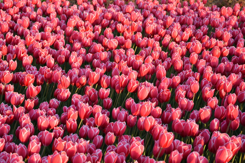 petal, petals, beautiful, macro, no people, tulip, detail shots, day, season, outdoor, garden, color image, beauty, full frame, abundance, pastel, tulips