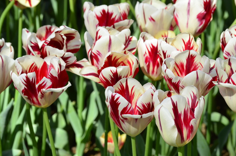 flower, focus on foreground, field, 4K, vulnerability, outdoors, nature, flowers, orange, freshness, tulip, flowering plant, white, plant part, flower head