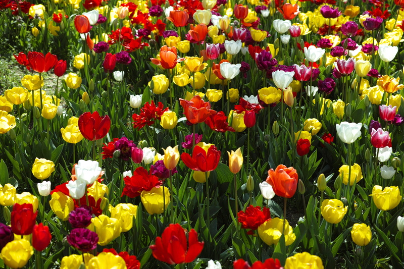 beauty in nature, flower picture, flowerbed, flower, full frame, pattern, yellow, 4K, growth, yellow flowers, copy space, fragility, vivid color