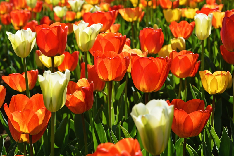 background, spring flowers, gardening, beauty, growth, red, vivid color, beautiful flower, foliage plant, green color, fragility, garden, detail shots