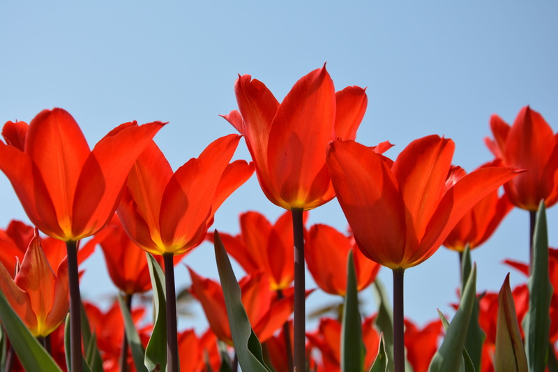 pastel, color image, inflorescence, colors, petal, garden, close-up, blue, nature, red, green field, peace, tulips, detail, outdoor, foliage plant