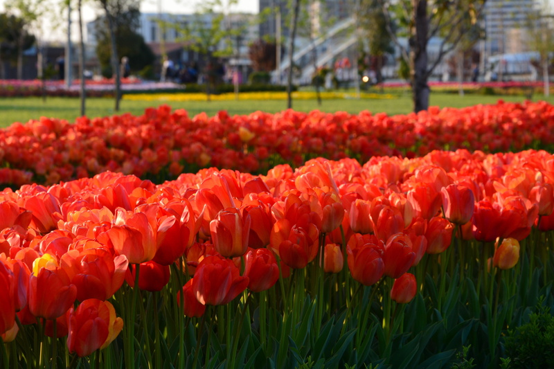 colors, foliage plant, flower picture, tulip, vulnerability, flower head, spring, turkey, close-up, 5K, color image, leaves, detail shots, beauty in nature