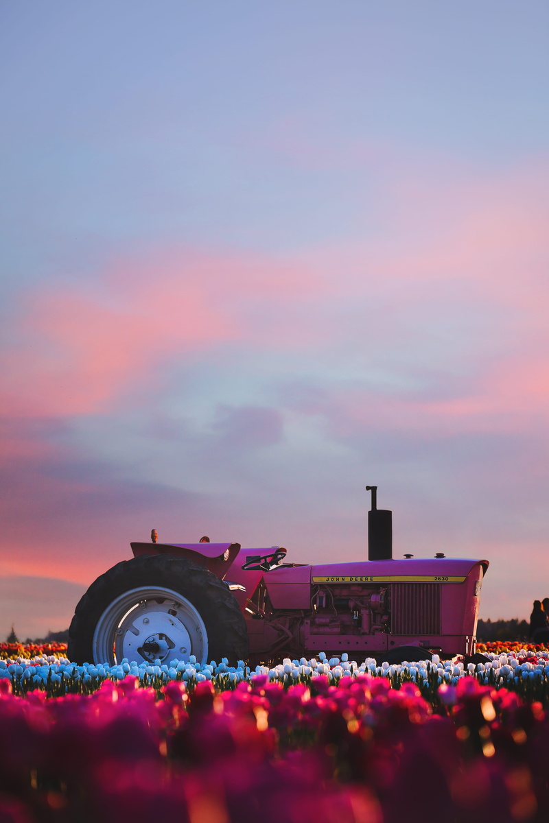 beauty in nature, tractor, heavy equipment, farm, light, summer, low angle shot, oregon, purple, flowering plant, garden, religion, pink, flower, flowers