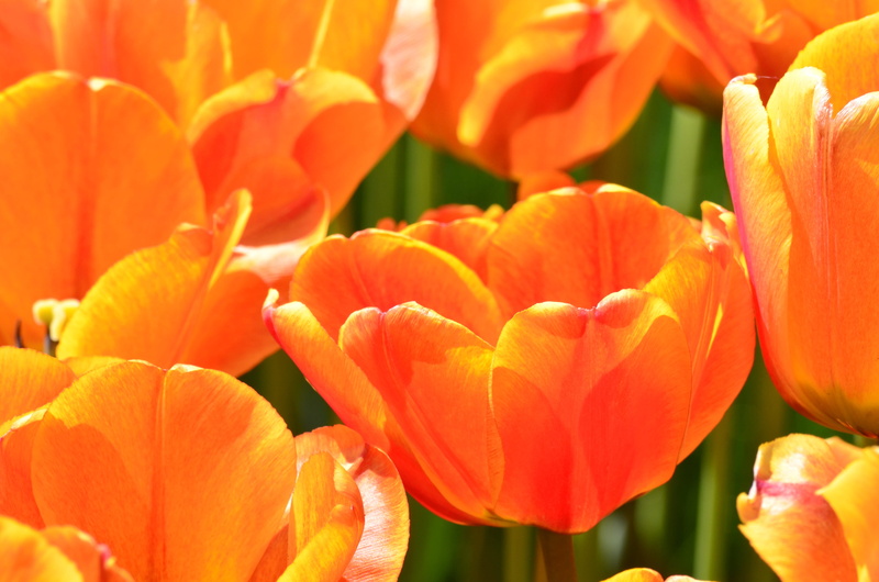 flowering plant, orange color, plant, outdoors, fragility, festival, orange, 4K, day, no people, close-up, plants, full frame, botany, inflorescence, nature