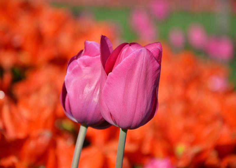 tulip festival, season, color image, freshness, vulnerability, macro, color, tulips, nature, spring flowers, flowers, shot, petal, turkey, colors