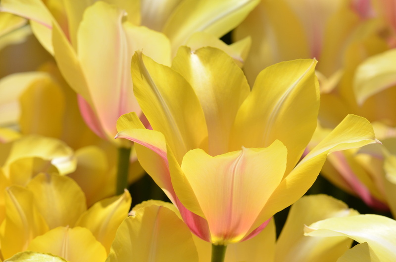 vulnerability, nature, flower arrangement, extreme close-up, garden, springtime, tulip, orange, flowers, growth, pink, ornamental garden, 4K, park, flower head