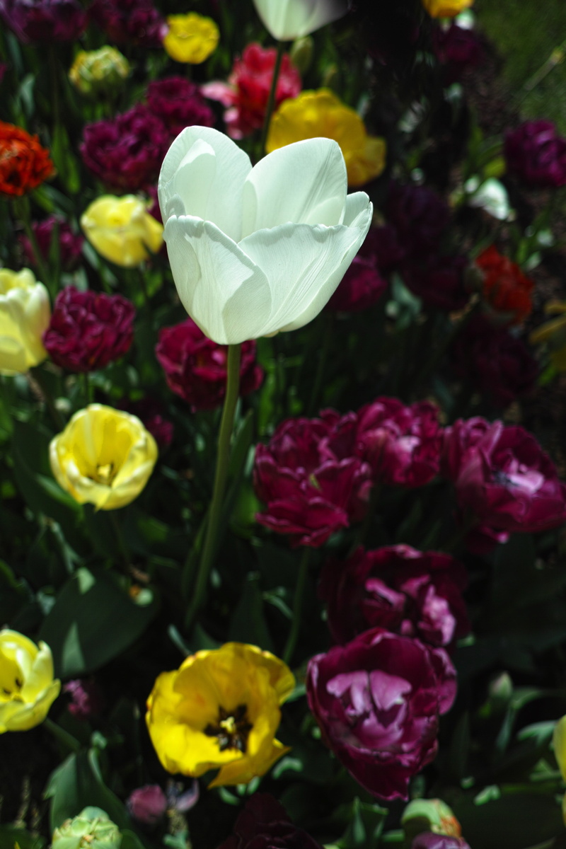 flowerbed, petal, the leaves are, background, springtime, flowers, vivid color, landscape, leaves, yellow, inflorescence, beautiful, flowering plant, beauty in nature