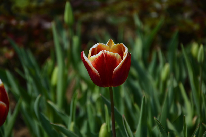 spring flowers, beautiful, fragility, color, garden, park, foliage plant, flowers, day, tulip festival, green color, peace, botanical, flower head, outdoor