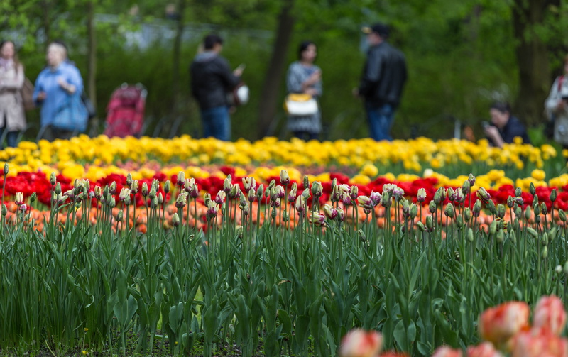 group of people, nature, beauty, red flowers, flowering plant, spring flowers, yellow tulip, landscape, people, macro photography, standing, bloom, plant