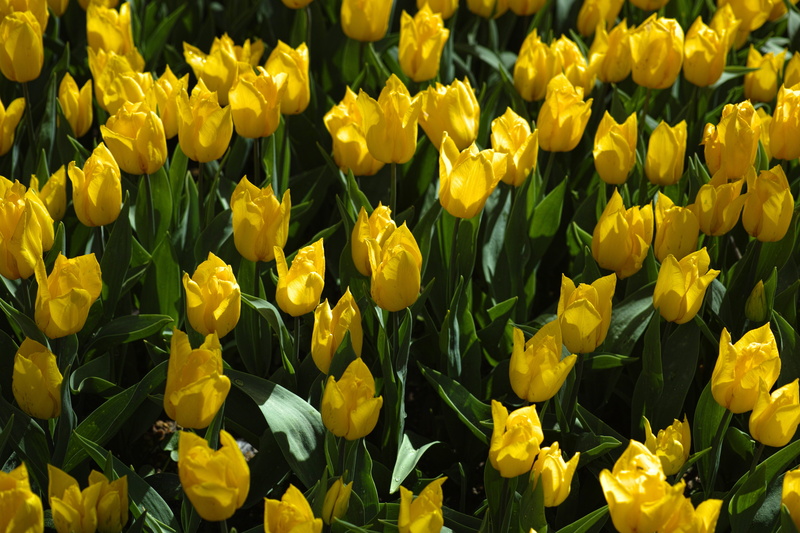 vivid color, petal, perspective, beautiful, copy space, backgrounds, detail, springtime, yellow, tulip festival, inflorescence, flowers, color