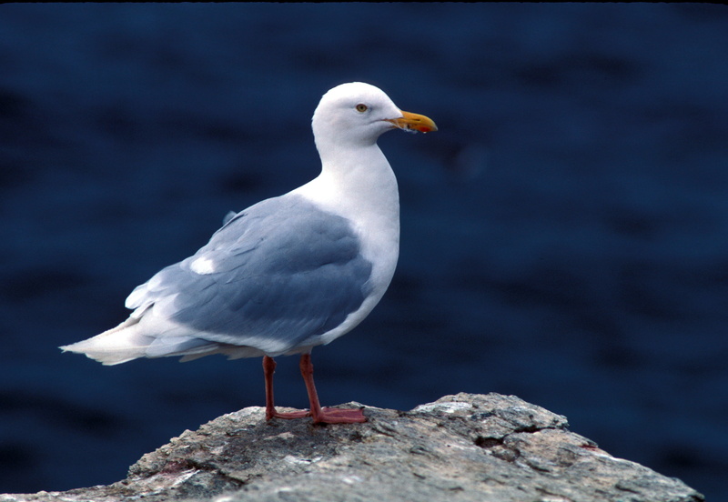 dove - bird, 2K, perched, animal wildlife, wildlife, vertebrate, outdoors, no people, seagull, nature, animal, bird, close-up, rock, sea gull, sea Bird