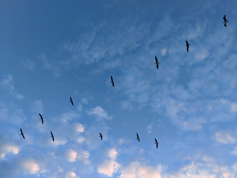 900 s collier blvd, day, flock, blue, united states, beauty in nature, mid-air, transportation, animal wildlife, aircraft, low angle view, bird, clouds