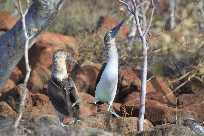 darwin, galapagos islands, 4K, blue, seabird, mating, perching, two, natural, vertebrate, animal family, land, stone, dance, focus on foreground, bird
