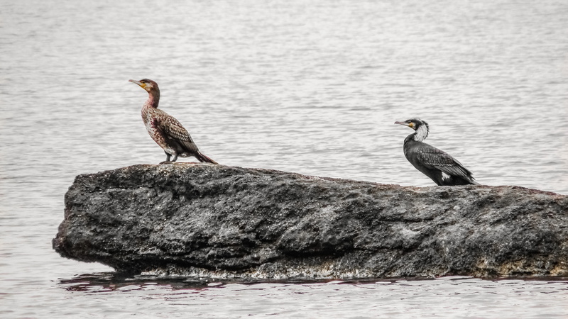 solid, marine, animal, sea, birdwatching, Wildlife, two animals, winter, vertebrate, animal wildlife, environment, water, wild, animal themes, day, island