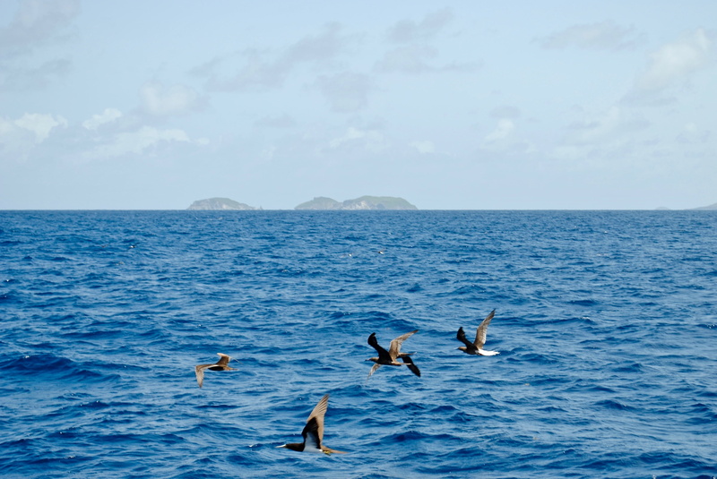 caribbean, west indies, beauty in nature, horizon over water, group of animals, tropical, waves, water, no people, seagulls, seabirds, seascape, animal wildlife