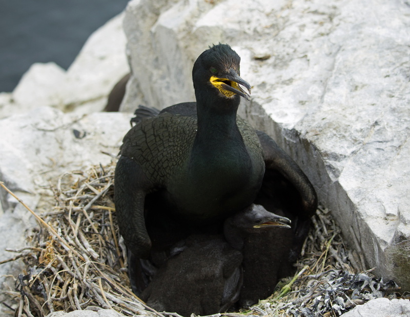 bird, phalacrocorax, seabird, cormorant, nesting, uk, hatchling, animal themes, ominous, farne, nature, farne islands, north sea, no people, wild, animal wildlife