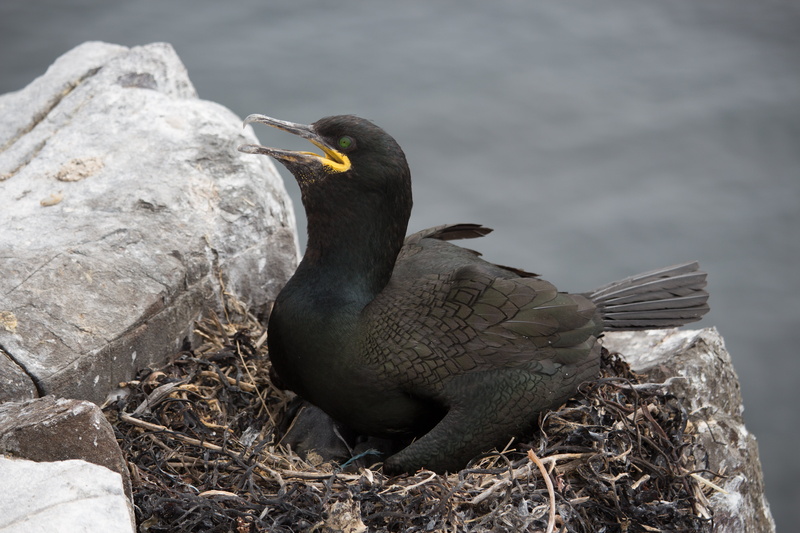 animal themes, animal family, nesting, rock - object, nest, vertebrate, two animals, day, bird, shag, phalacrocorax, perching, nature, animal wildlife