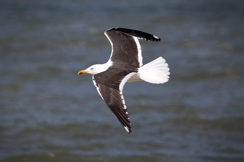 netherlands, coast, Sea, north, seagull, North Sea, beak, animal Wing, day, motion, wildlife, feather, outdoor, no people, eagle, spread wings, beauty in nature