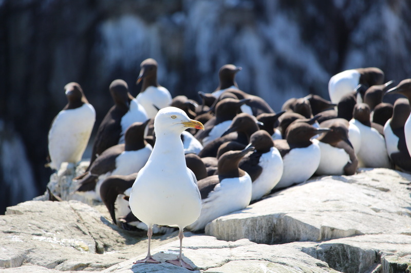 large group of animals, no people, penguin, gull, argentatus, white, close-up, nature, solid, sea, focus on foreground, larus, perching, animal, seagull