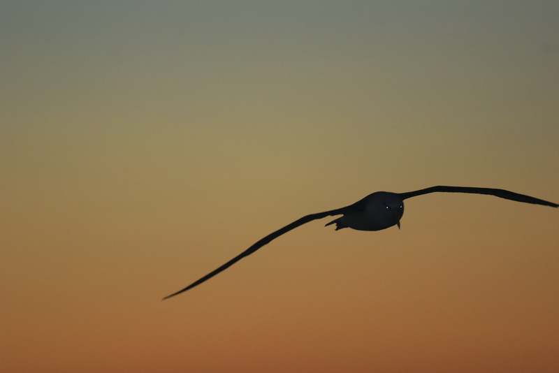 clear sky, silhouette, studio shot, outdoors, seabird, phoenix, nature, animal wildlife, beauty in nature, 4K, animals in the wild, fly, malvinas, animal themes