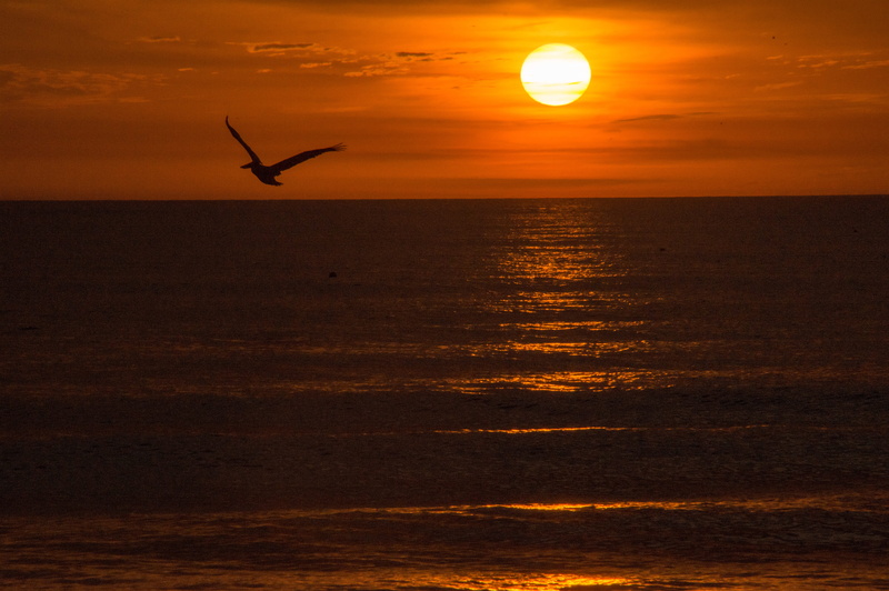 seabirds, animal wildlife, animal themes, animals in the wild, sun, seagull, one animal, 5K, united states, animal, flying, gulf of mexico, birds, pelican