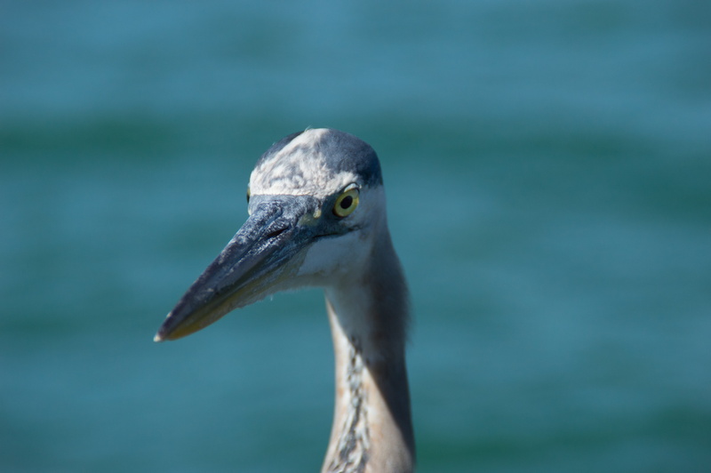 portrait, nature, 5K, animal eye, vertebrate, shorebirds, anna maria island, one animal, animal neck, day, water, seabirds, close-up, animal themes, pride