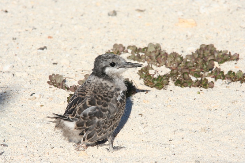 animal wildlife, 2K, nature, land, standing, seabird, outdoors, baby, bird, full length, beach, grey backed tern, beak, animal themes, waterfowl, animal