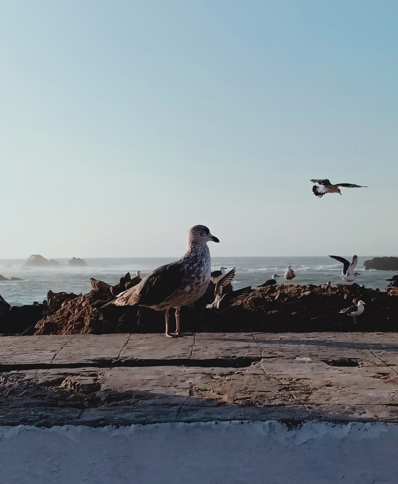 wings, daylight, outdoors, sand, rock, animals in the wild, horizon, summer, rock - object, horizon over water, ocean, animal wildlife, clear sky, flying