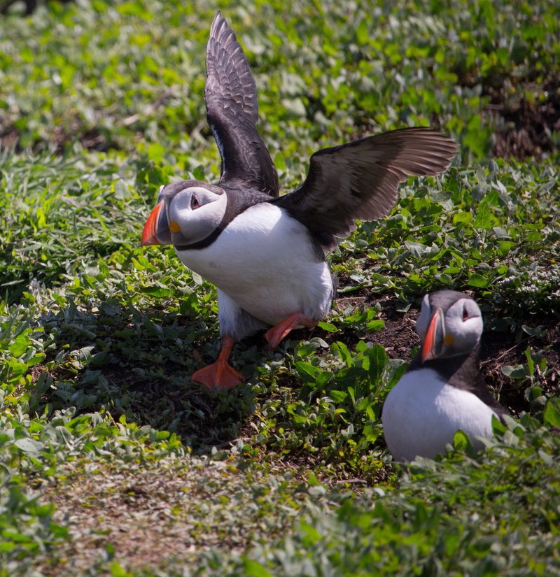 farne, wildlife, animal wildlife, Hole, spread wings, Nesting, vertebrate, british, two animals, no people, 2K, uk, bird, flying, beak, field, plant, farne islands