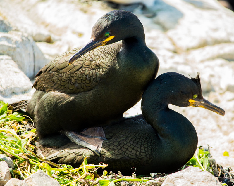 4K, Bird, phalacrocorax, sunlight, cormorant, farne, nature, northumberland, animal wildlife, Shags, solid, group of animals, Mating, vertebrate, uk, relaxation