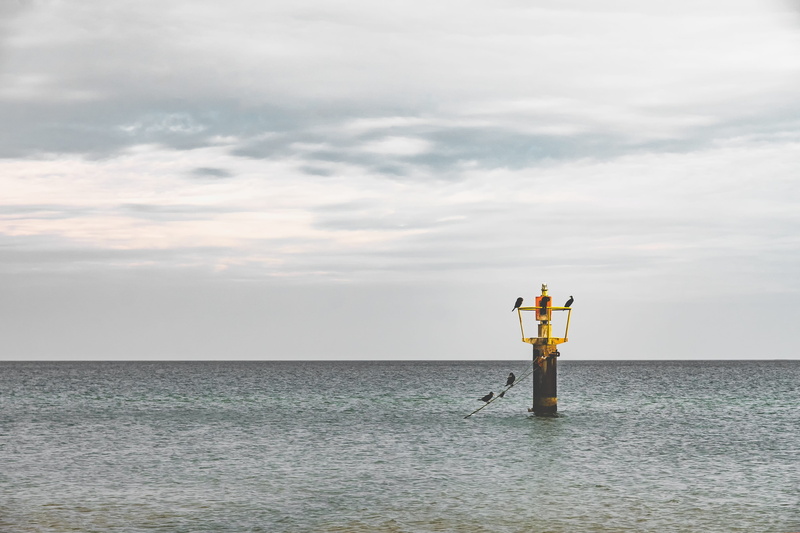 waiting, Sea, outdoors, 4K, seabird, animal, birds, horizon over water, ocean, cloud - sky, wildlife, looking, fish, tranquil scene, standing, Pole, scenics - nature