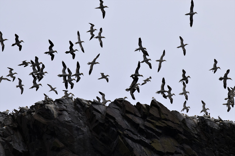 flock of birds, animals in the wild, low angle view, animal themes, lighthouse, solid, shore, natural, rock - object, 5K, sky, bird, Flight, Soaring, animal wildlife