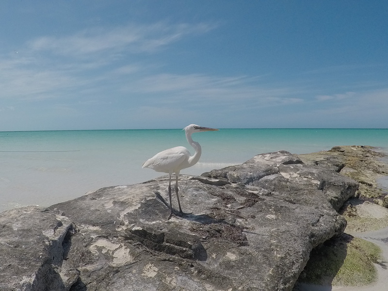 beauty in nature, beak, travel, rock, horizon over water, animals in the wild, wildlife, vertebrate, animal wildlife, bird, one animal, day, mexico, sky