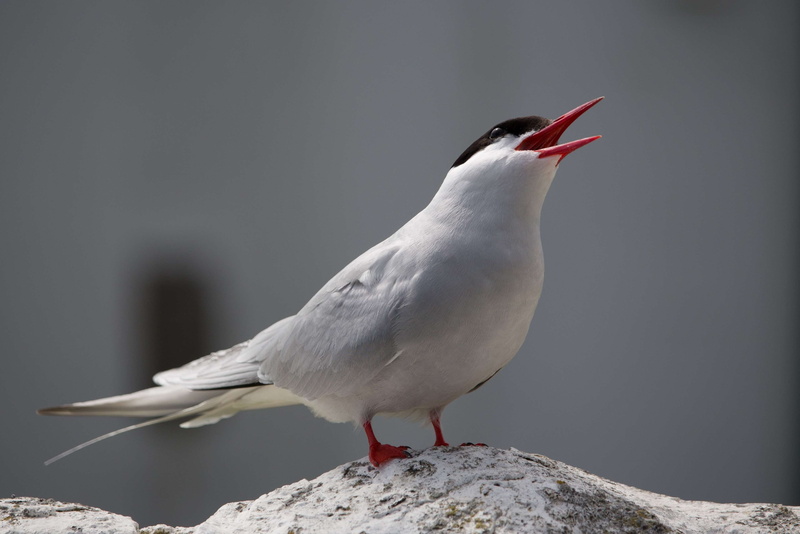 bird, animal, one animal, nature, tern, focus on foreground, full length, white color, animal themes, close-up, solid, animals in the wild, 4K, arctic