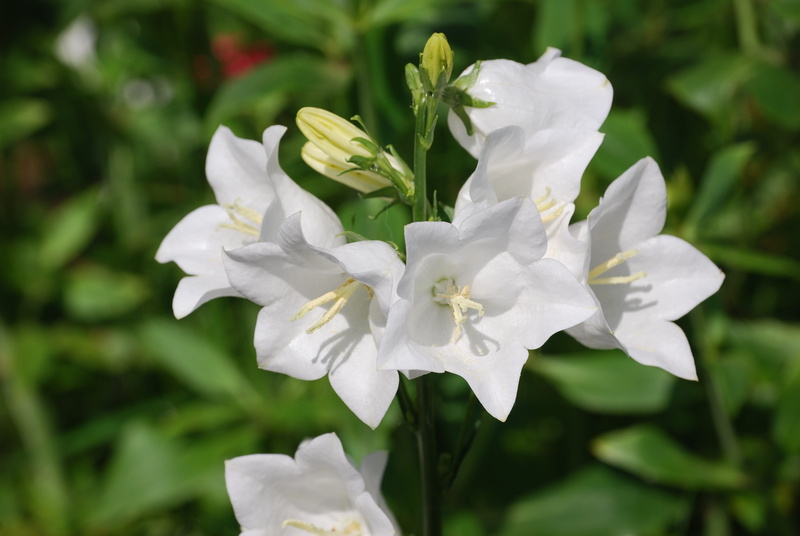 focus on foreground, growth, freshness, spring, day, inflorescence, selective, white, flowering plant, bell flower, canterbury bell, 4K, focus, petal