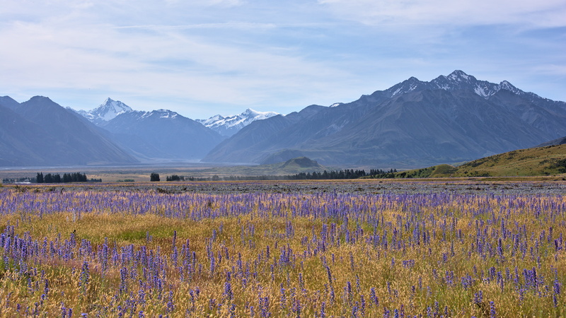 scenics - nature, flowering plant, tranquility, echium vulgare, filming location, mount darchiac, lord of the rings, purple, mount sunday, flower, ashburton lakes