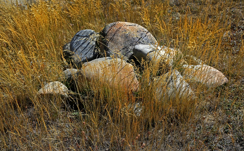 no people, dry, vertebrate, outdoors, shell, animal wildlife, animals in the wild, beauty in nature, animal shell, rocks, turtle, rock, new zealand, one animal