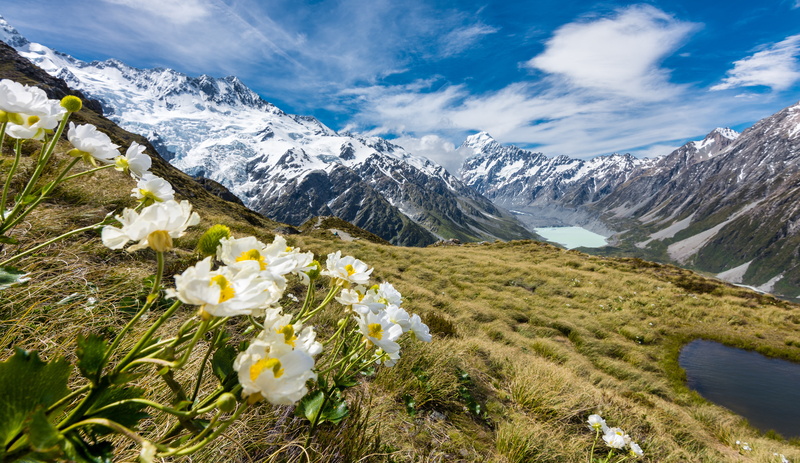 Buttercups, 5K, Mueller Glacier, Mount Cook, 5K