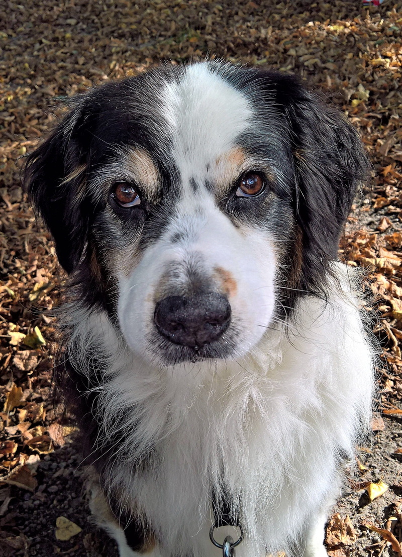 portrait, no people, best friend, animal eye, old dog, front view, domestic, friendly, dog, pets, black white brown, close-up, australia shepard, day, canine