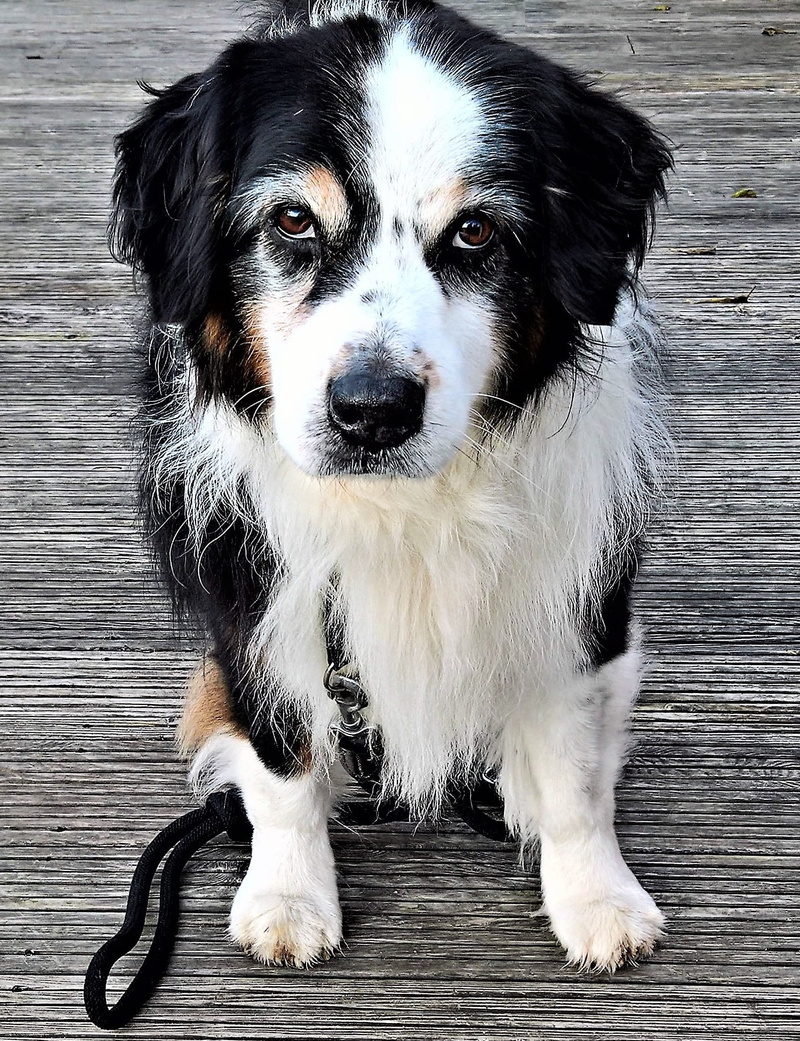 dog, male, pets, dear, 1080P, domestic animals, canine, vertebrate, looking at camera, one animal, close-up, black white brown, black, border, puppy, good