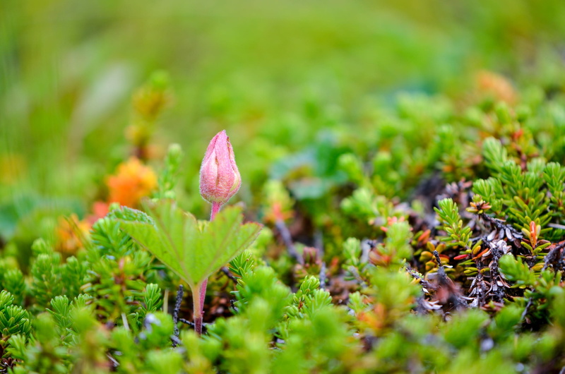 plant part, swamp, matures, flower head, green color, crocus, fragility, northern norway, sepals, selective focus, no people, plant, beginnings, springtime