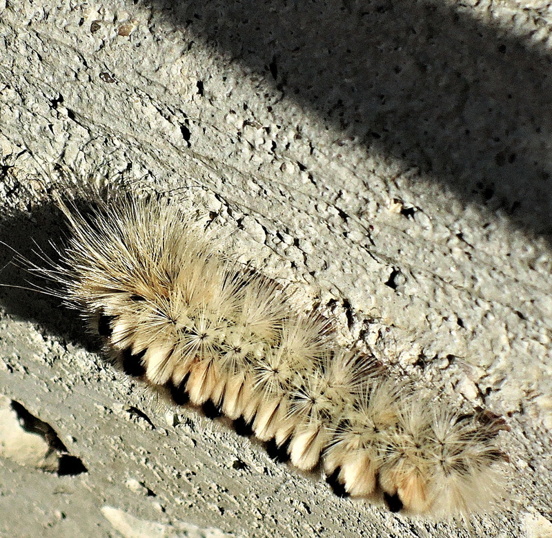 hickory tussock, one animal, land, nature, day, Poisonous, Tussock, field, sand, outdoors, no people, invertebrate, close-up, Hickory, animal themes, spiked