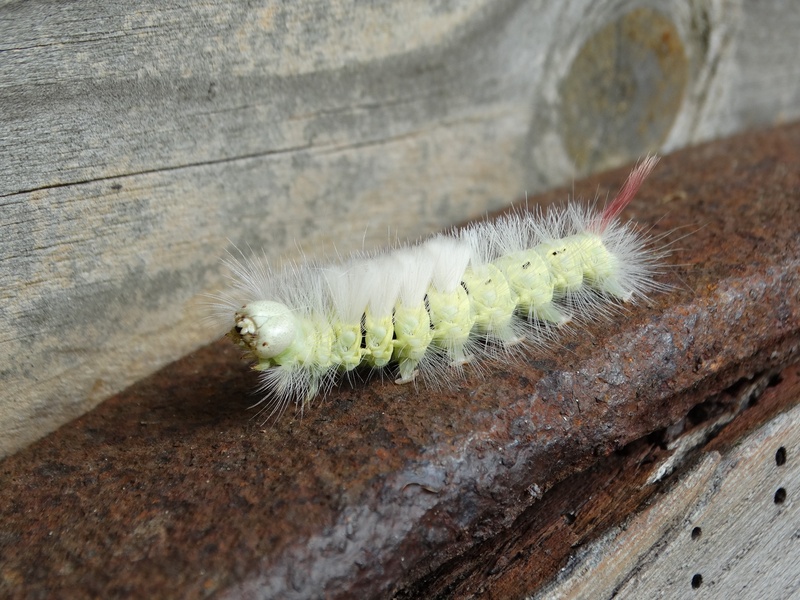 animal, worm, invertebrate, focus on foreground, hairy, animal themes, close-up, green, 4K, no people, fuffy, animal wildlife, one animal, nature, selective focus