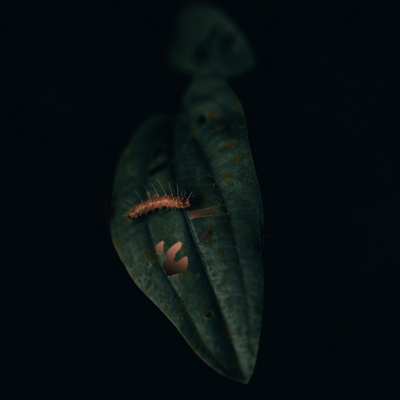 black background, fish, animal wildlife, moth, animal themes, water, veins, cricket insect, reptile, mood, leaf, copy space, swimming, close-up, focus